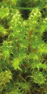 Attēlu rezultāti vaicājumam “Rhytidiadelphus squarrosus”