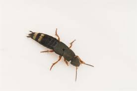 Attēlu rezultāti vaicājumam “Platydracus fulvipes”