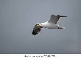 Attēlu rezultāti vaicājumam “Larus marinus adult”