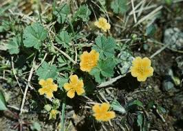 Attēlu rezultāti vaicājumam “Potentilla arenaria”