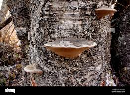 Attēlu rezultāti vaicājumam “Phellinus nigricans”