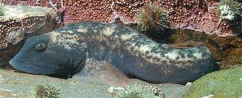 Image result for Zoarces americanus