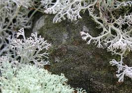 Attēlu rezultāti vaicājumam “Cladonia mitis”