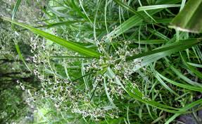 Attēlu rezultāti vaicājumam “Scirpus sylvaticus leaf”