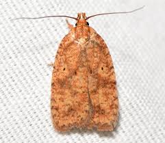 Attēlu rezultāti vaicājumam “Agonopterix ciliella imago”
