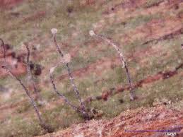 Attēlu rezultāti vaicājumam “Calicium salicinum”