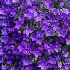 Attēlu rezultāti vaicājumam “Campanula patula fruit”