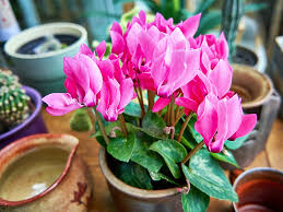 Image result for Cyclamen persicum