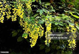 Attēlu rezultāti vaicājumam “Laburnum anagyroides leaf”