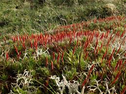 Attēlu rezultāti vaicājumam “Polytrichum piliferum sporophyte”