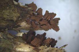 Attēlu rezultāti vaicājumam “Stemonitis marjana stalked”