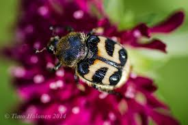 Attēlu rezultāti vaicājumam “Trichius fasciatus”