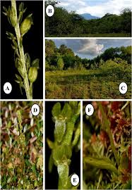 Attēlu rezultāti vaicājumam “Herminium monorchis fruit”