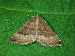 Attēlu rezultāti vaicājumam “Larentia clavaria”