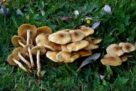 Attēlu rezultāti vaicājumam “Pholiota heteroclita”