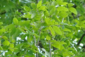Attēlu rezultāti vaicājumam “Fraxinus pennsylvanica male flower”