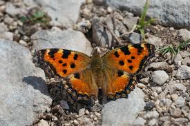Attēlu rezultāti vaicājumam “Nymphalis polychloros”