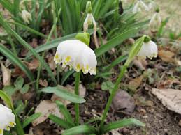 Attēlu rezultāti vaicājumam “Leucojum vernum var. vernum”