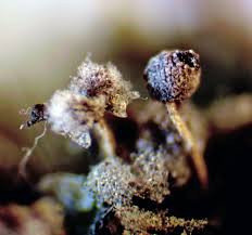 Attēlu rezultāti vaicājumam “Physarum murinum spores”