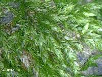 Attēlu rezultāti vaicājumam “Callicladium haldanianum”