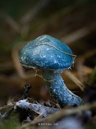 Attēlu rezultāti vaicājumam “Didymium nigripes young”