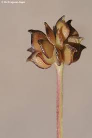 Attēlu rezultāti vaicājumam “Ranunculus lanuginosus bud”