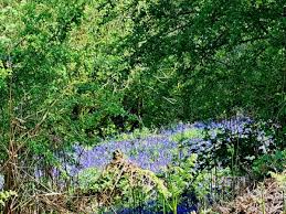 Image result for HALCYON RAMBLING CLUB SHEFFIELD