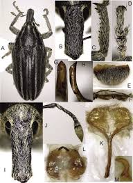 Attēlu rezultāti vaicājumam “Larinus sp.”