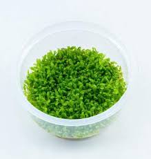 Attēlu rezultāti vaicājumam “Elatine hydropiper”