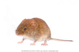 Attēlu rezultāti vaicājumam “Myodes glareolus”