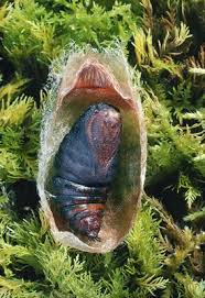 Attēlu rezultāti vaicājumam “Saturnia pavonia cocoon”