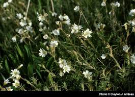 Attēlu rezultāti vaicājumam “Cerastium arvense leaf”
