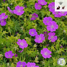 Image result for Geranium `Purple Haze`