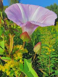 Attēlu rezultāti vaicājumam “Calystegia inflata”