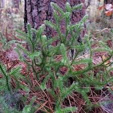 Attēlu rezultāti vaicājumam “Lycopodiaceae”