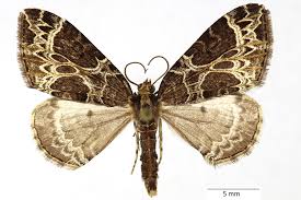 Attēlu rezultāti vaicājumam “Ecliptopera silaceata”