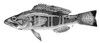 Image result for Serranus atricauda