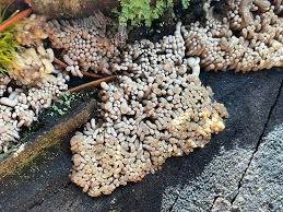 Attēlu rezultāti vaicājumam “Heterotrichia obvelata (syn. Arcyria obvelata) spores”