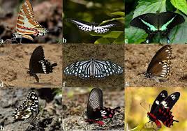 Attēlu rezultāti vaicājumam “Papilionidae”