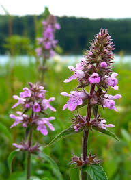 Attēlu rezultāti vaicājumam “Stachys palustris flower”