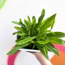 Attēlu rezultāti vaicājumam “Campanula persicifolia leaf”