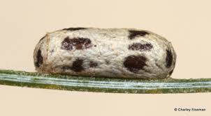 Attēlu rezultāti vaicājumam “Diprionidae cocoon”