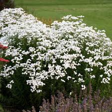 Attēlu rezultāti vaicājumam “Achillea ptarmica flower”