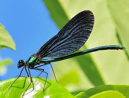 Attēlu rezultāti vaicājumam “Calopterygidae”
