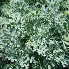 Image result for Ruta graveolens