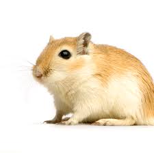 Image result for Gerbil