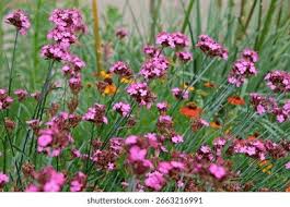 Image result for Dianthus carthusianorum
