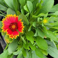 Image result for Gaillardia