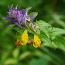 Attēlu rezultāti vaicājumam “Melampyrum nemorosum”