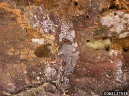 Attēlu rezultāti vaicājumam “Tetropium fuscum”